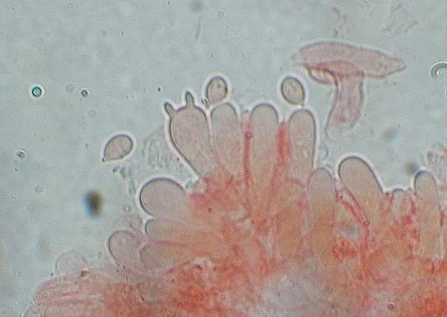 I  Funghi  dopo  l''Uragano